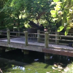 Pianos in the Botanical Gardens. Image Courtesy Shane Mac @ShaneMac