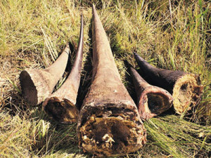 Black Rhino horns are considered valuable items that in some countries are utilized for medical uses or treatments.