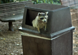 Raccoons are commonly found digging through the trash cans of the Richmond District looking for food.