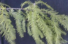 bald cypress