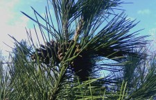 Japanese black pine