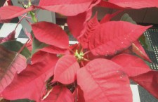 poinsettia