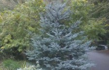spruce