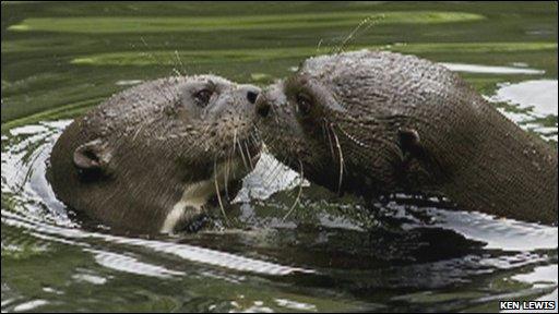 River Otters