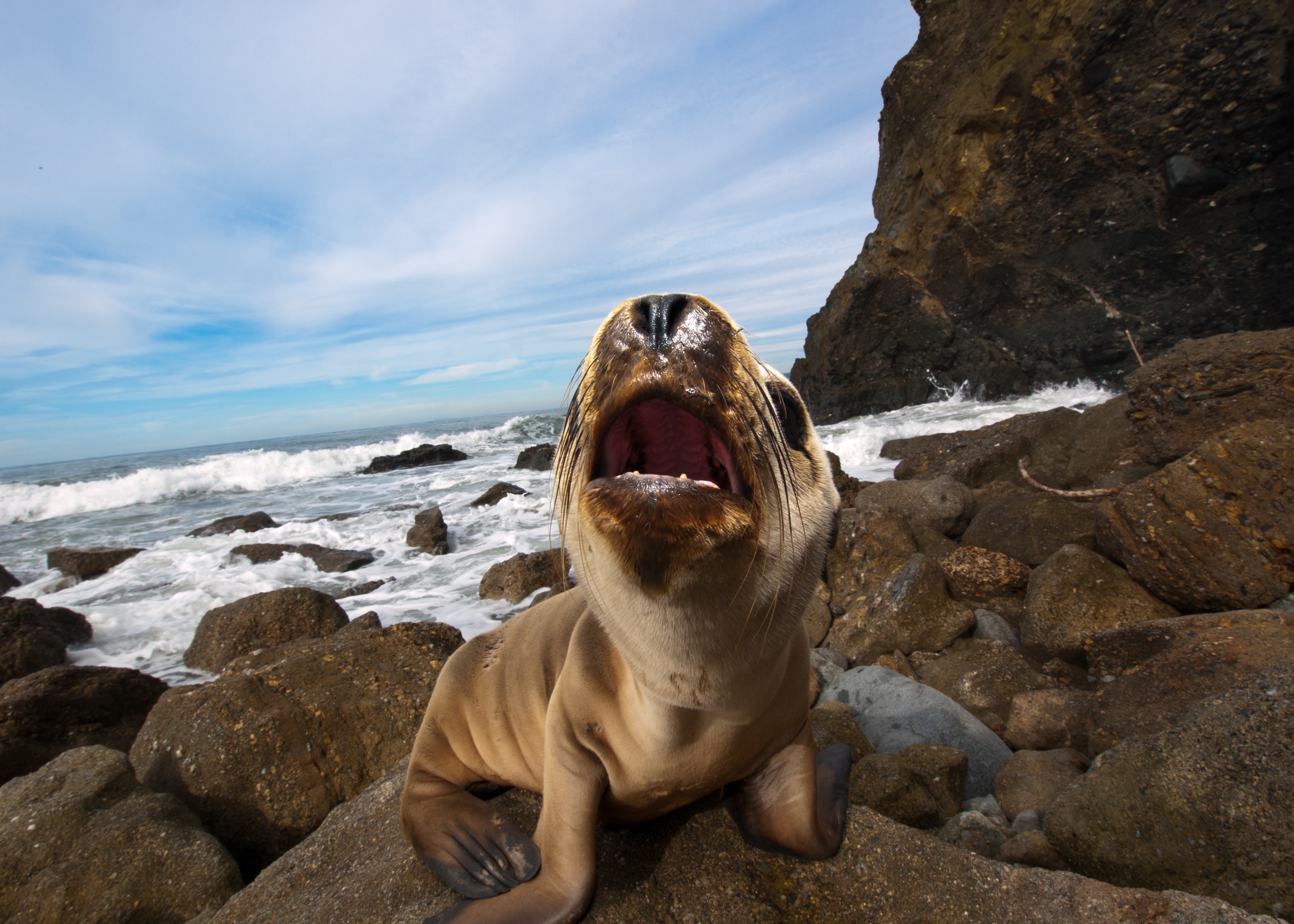 Sea Lion Rescued By Civilians Sea Lion