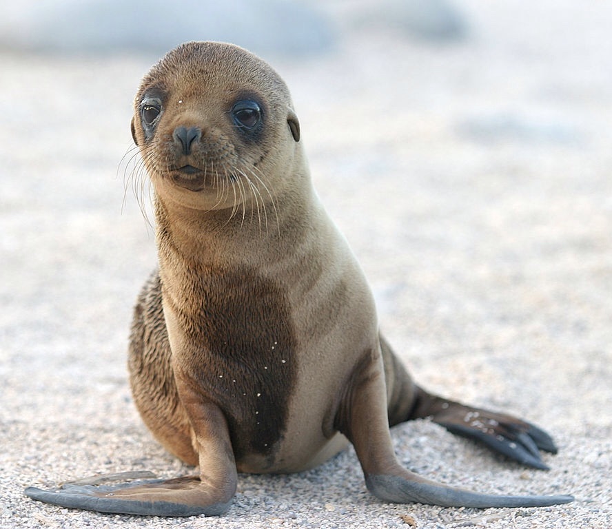 Wayward Sea Lion Pup Rescued Wayward