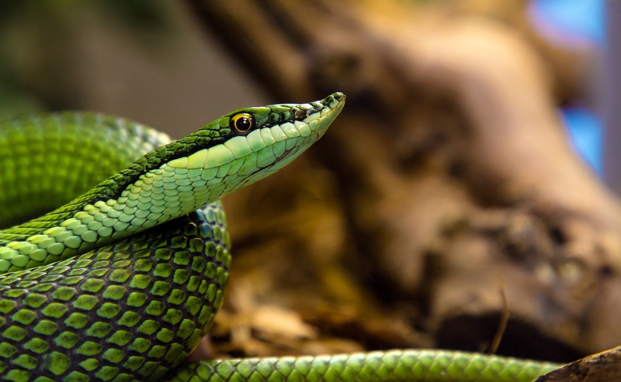 Snake Missing From San Francisco Zoo