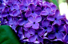 Lilac is one plant that is often pruned incorrectly. 