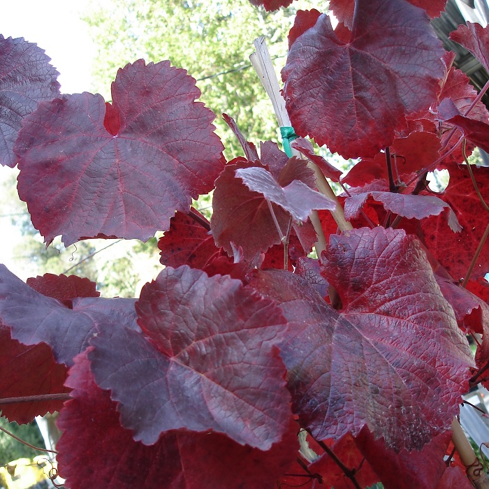 Even Mild Winters Can Bring Frost