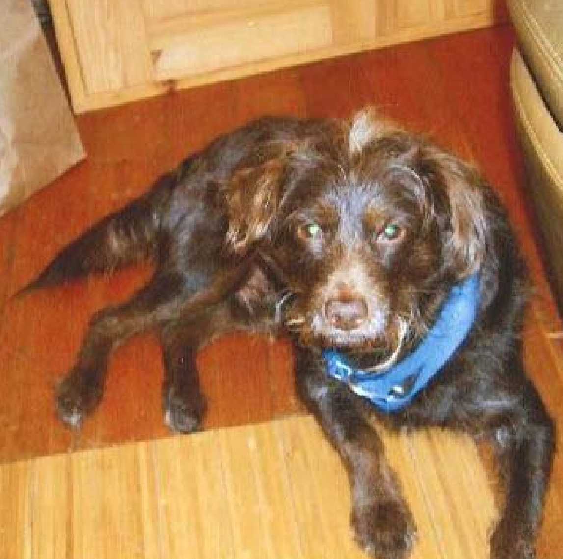 Police Request Help To Nab Dog Theft Suspect