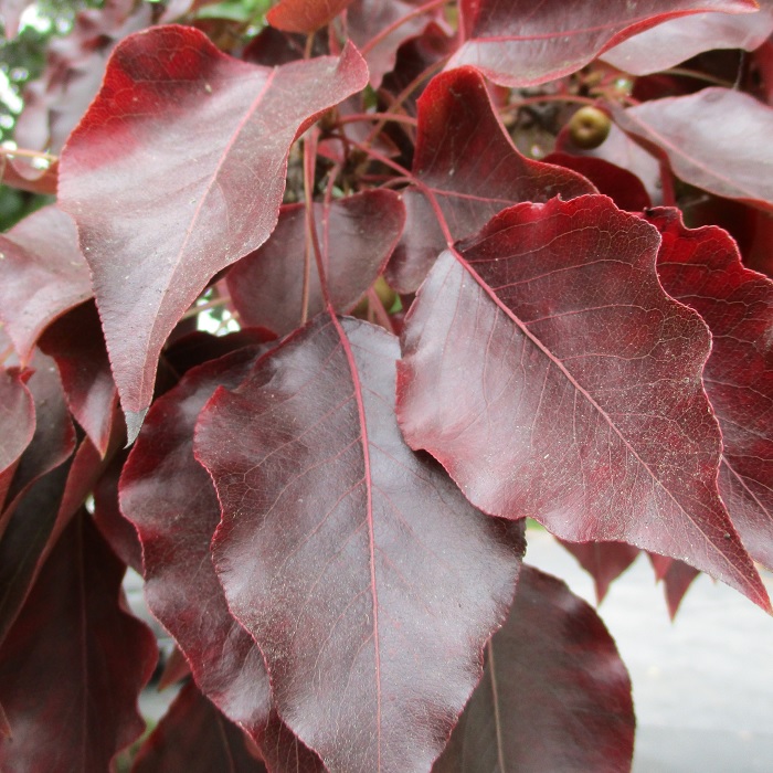 Early Autumn Color Might Disappoint