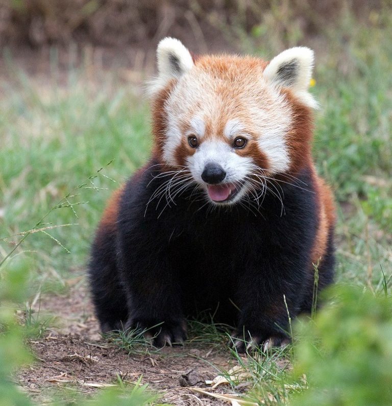 SF Zoo Eases Election Day Tensions With Red Pandas