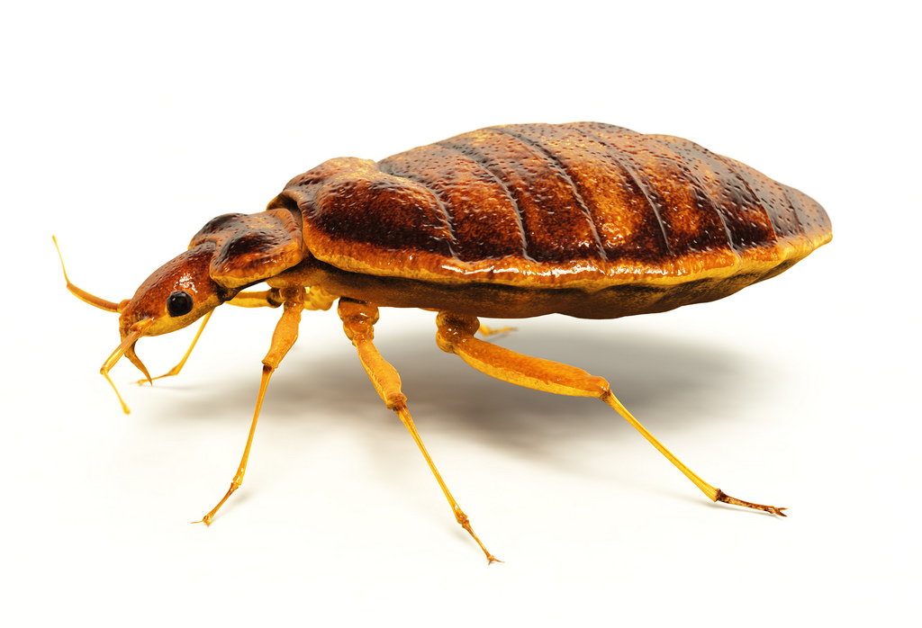 Bay Area Ranks 10th In Bed Bug Infestation