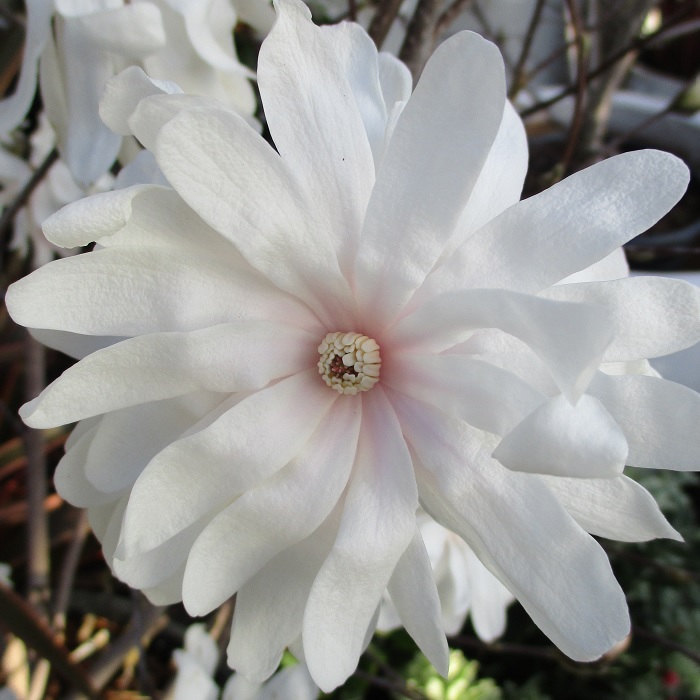 Weeds Have Been Very Busy