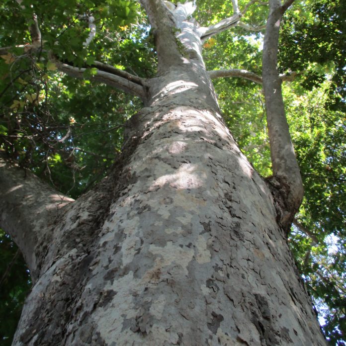 Street Wise About Street Trees
