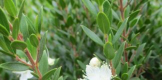 Heat Lingers With Indian Summer