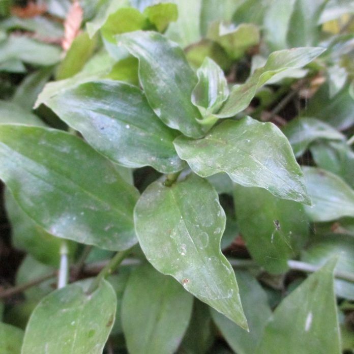 Houseplants Bring The Outdoors In