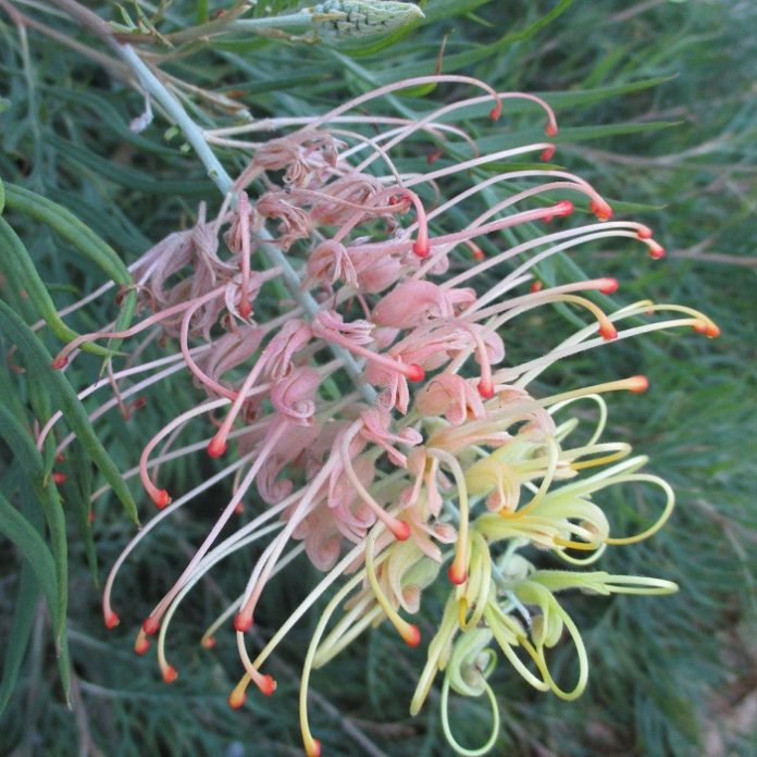 Why Autumn Is Also Fall Grevillea 'Peaches and Cream'