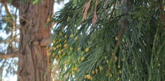Arborists Are Physicians For Trees