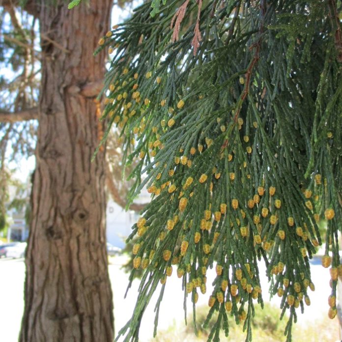 Arborists Are Physicians For Trees