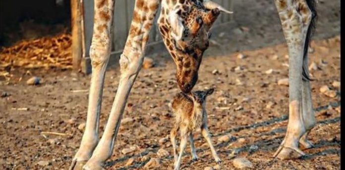 Four-Day Old Nile Lechew Antelope Dies