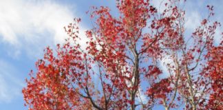Autumn Color That Proves It