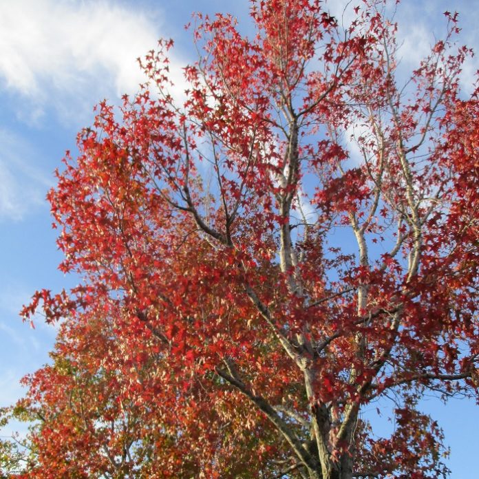 Autumn Color That Proves It