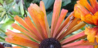 Pruning Maples Before Sugaring Season