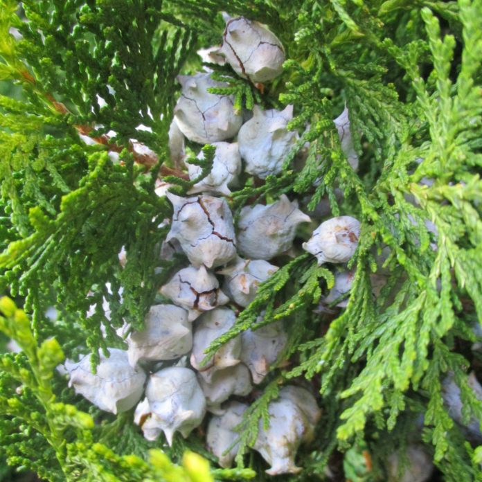 Christmas Trees And Cut Foliage Christmas trees foliage