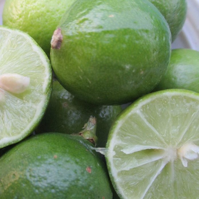 Jack Frost Was Sneaky Again frost sensitive Mexican lime