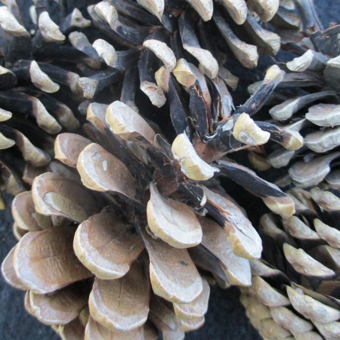 Collecting Seeds For Next Year seeds and pine cones