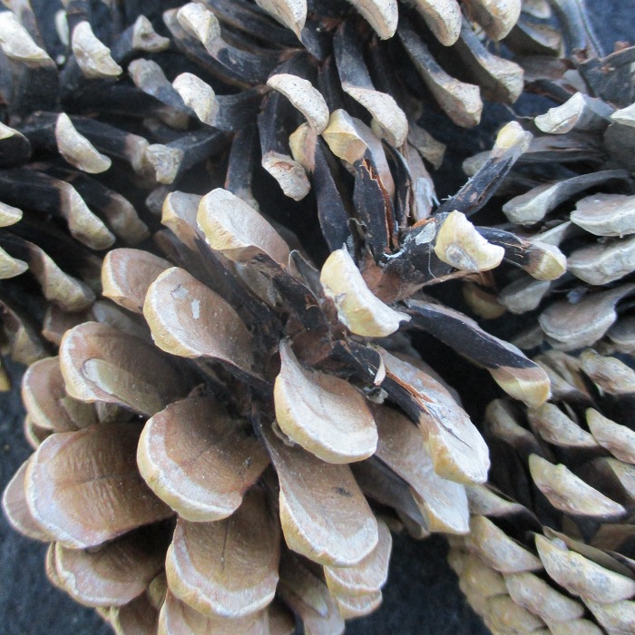 seeds and pine cones