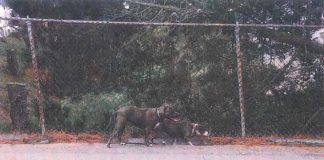 SFPD Locates Dogs In Fatal Pet Mauling