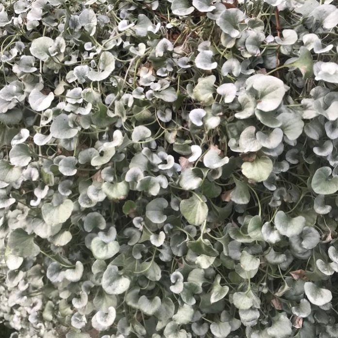 Proper Bare Root Planting Technique groundcover dichondra
