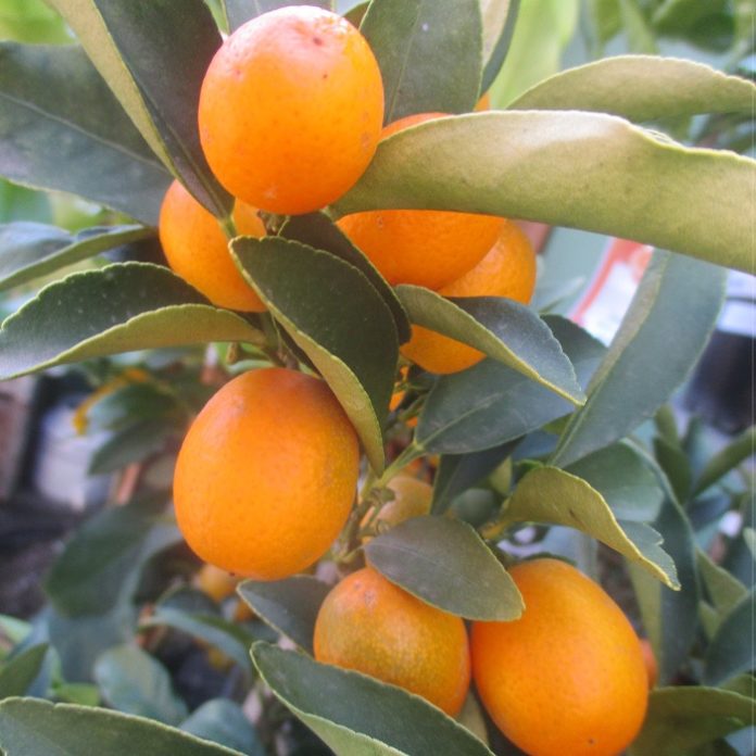 When Life Gives You Lemons citrus fruits