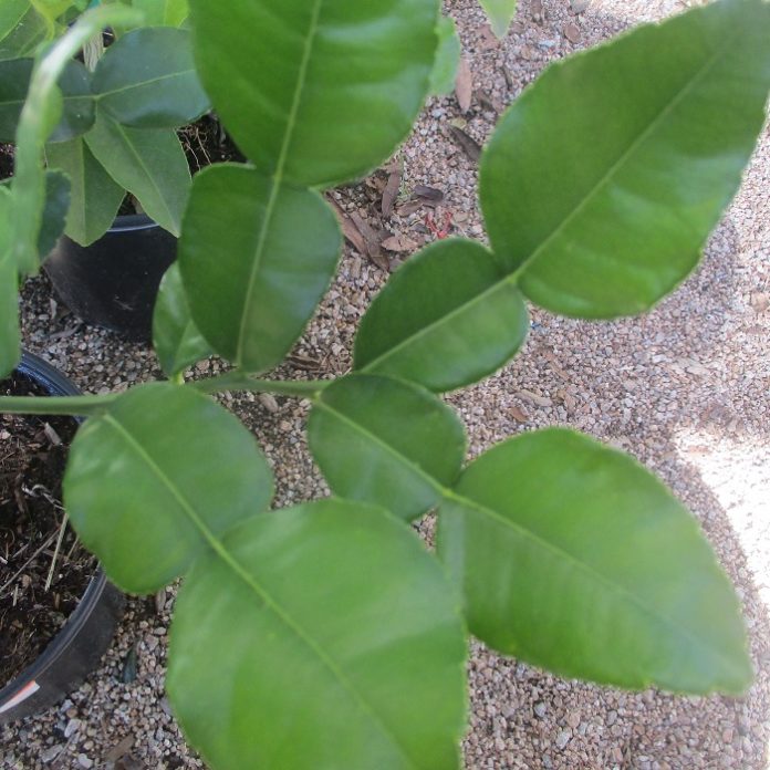 Herbs Add Spice To Life Makrut lime leaves and herbs