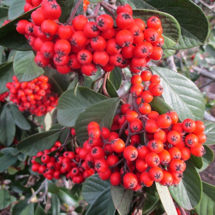 Colorful Berries Feed Overwintering Birds berries