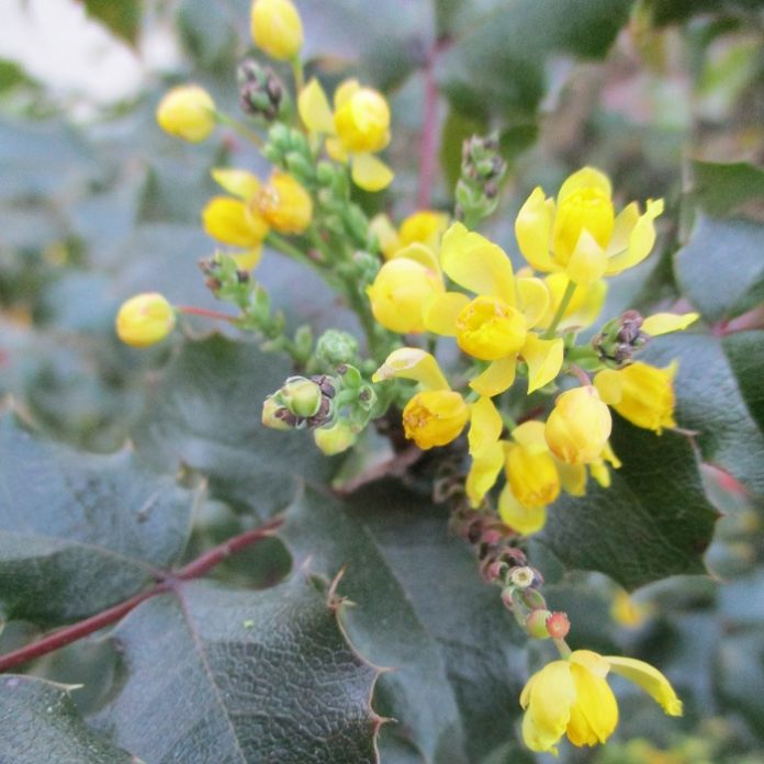 Exceptions To The Pruning Rules pruning Oregon grape