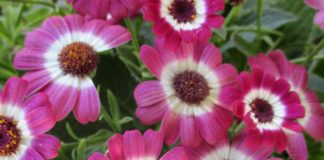 Potted Plants Going To Pot potted plants cineraria