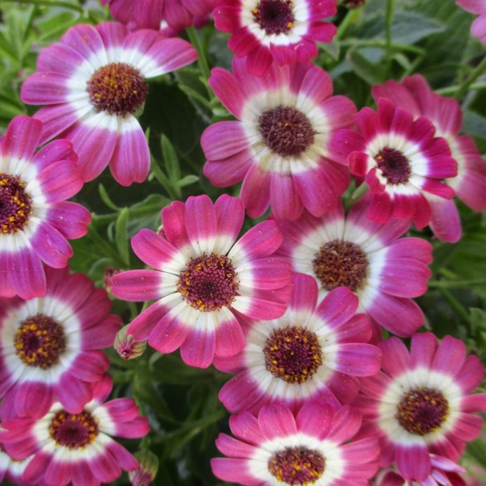 Potted Plants Going To Pot potted plants cineraria