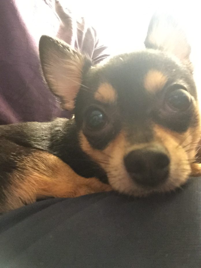 Suspect Arrested For Auto Burglary, Animal Cruelty