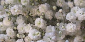 Frost Is History For Now frost baby's breath