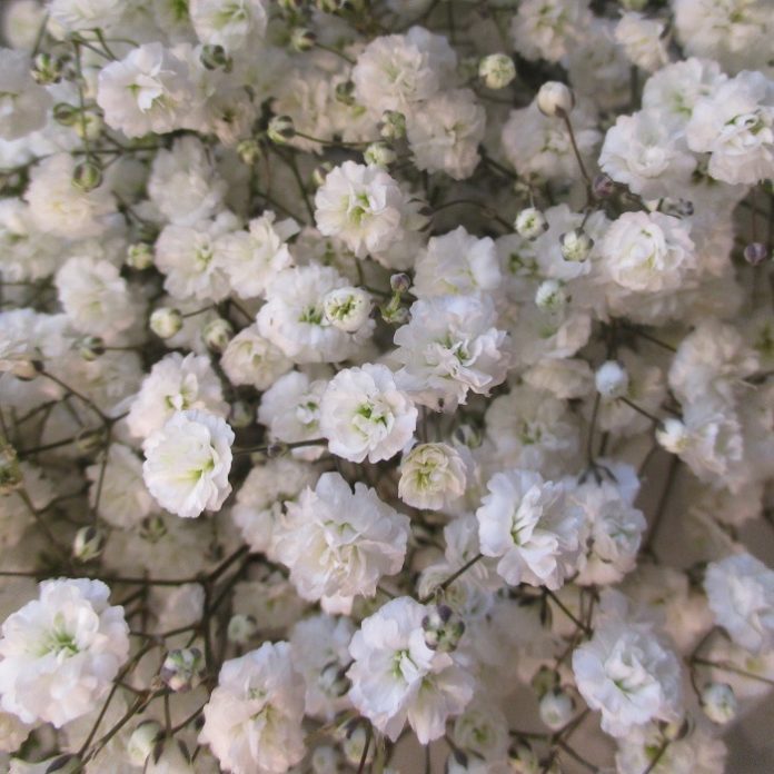 Frost Is History For Now frost baby's breath