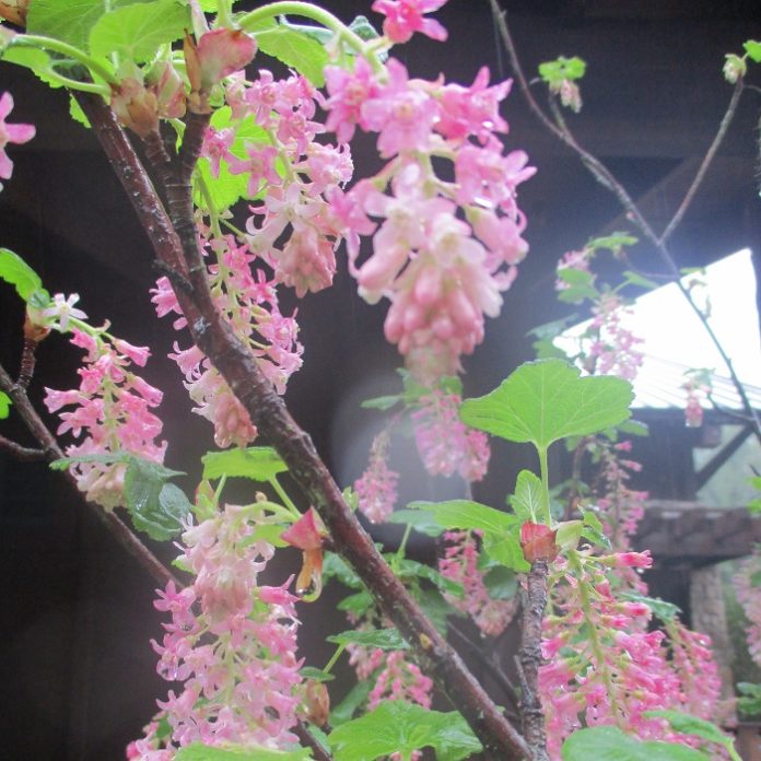 Houseplants Might Enjoy Some Weather currants not houseplants