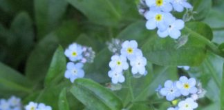 Bulbs Foliage Lingers After Bloom bulb cover forget-me-not