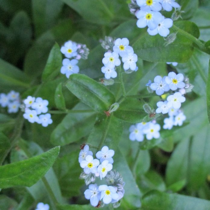 Bulbs Foliage Lingers After Bloom bulb cover forget-me-not