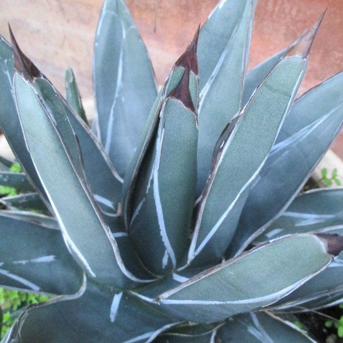Squash For Summer And Winter agave not squash