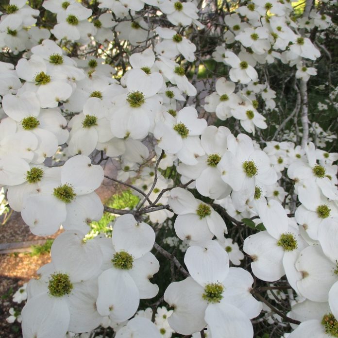 Hedges Are Like Green Fences dogwood not hedges