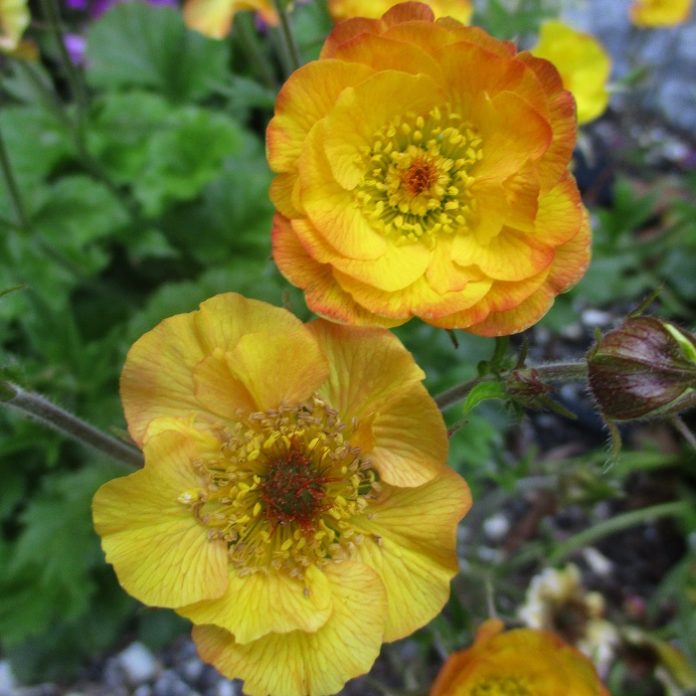 Gophers Go For Roots And Lawns gophers eat avens