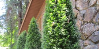 Cultivars Are The Real Cloned Mutants cultivars of arborvitae